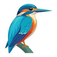 kingfisher bird illustration white background. vector