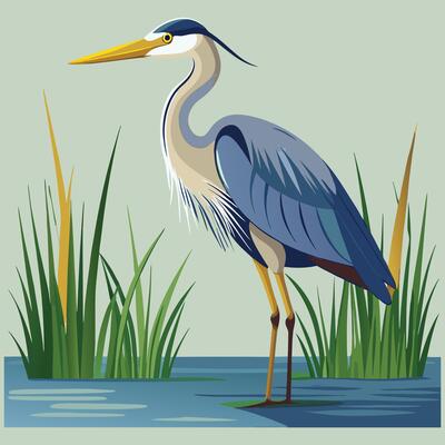 heron standing in the water with grass and reeds