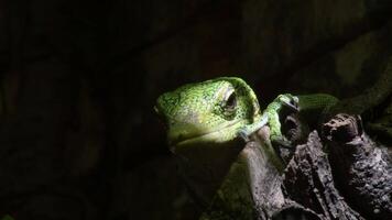 Emerald tree monitor or green tree monitor in a tree Varanus prasinus video