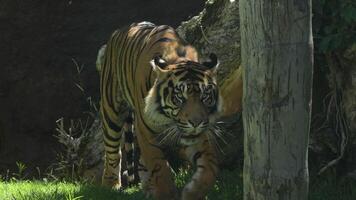 Sumatran tiger in a natural park Panthera tigris sumatrae video