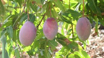 Harvesting mango fruit with a scissor video