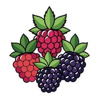 a bunch of blackberries on a white background vector