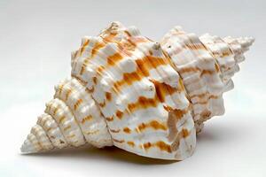 Seashell Spiral A Detailed Examination of a Unique Ocean Treasure's Swirling Pattern and Exquisite Hues, Displaying Natural Beauty and Coastal Wonders. photo