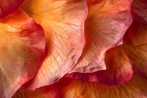 Close-Up View of Delicate Flower Petals Exploring the Intricate Veins and Hues of a Blossom's Structure, Revealing the Beauty of Nature's Design with Vibrant Colors and Textured Details photo