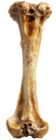 One piece bone isolated on transparent background png