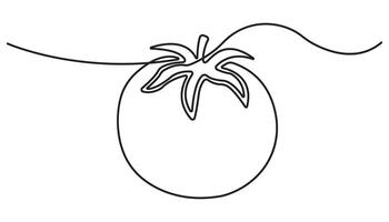 Continuous one line drawing of fresh tomato. A whole and slice tomatoes in single line draw illustration vector