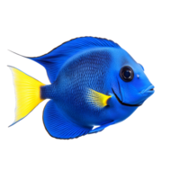 A realistic tropical fish moving underwater in a calm and elegant flow with lifelike detail Isolated on transparent Background png