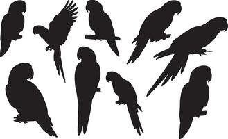 silhouette of parrot on white background vector