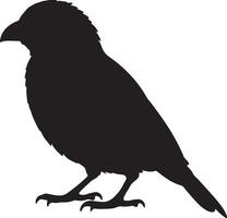 A black silhouette of a Bowerbird on a white background vector
