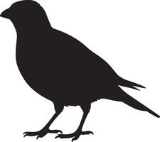 A black silhouette of a Cowbird standing on a white background vector