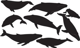 A set of silhouettes of various types of whales vector
