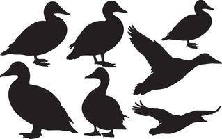 Common Eider silhouettes set on white background vector