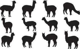 Silhouettes of llamas and alpacas on a white background vector