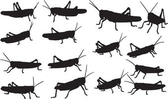 Silhouettes of grasshoppers on a white background vector