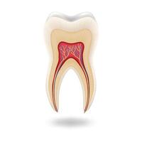 Illustrated crosssection showing human tooth anatomy with root canals and pulp visible in center on white background. Educational and dental use. Comprehensive view with copy space. vector