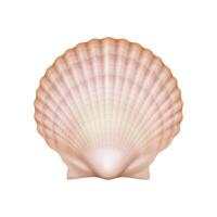 Realistic illustration of scallop shell in soft pastel colors representing marine life and beach themes isolated on white background with copy space. vector
