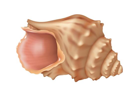 Realistic digital illustration of Triton seashell in soft brown colors showing natural beauty and intricate patterns on white backdrop ideal for marinethemed decor with copy space