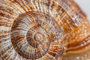 Snail Shell's Spiral Detailed Close-Up of a Brown and White Spiral Shell, Revealing Intricate Texture and Pattern in Nature's Design. An Amazing Natural Wonder. photo