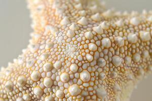 Starfish Skin Close-Up View of Detailed Texture, Unique Pattern, and Intricate Design of a Starfish's Surface, Revealing the Complex Structure of Marine Invertebrates Up Close. photo