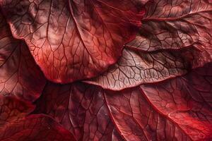 Intricate Veins of Crimson Leaves A Close-Up Macro Study Revealing Nature's Detailed Beauty in Deep Red Hues, Exploring the Organic Structure of Botanical Elements with Stunning Depth and Texture. photo