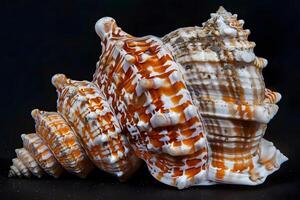 Seashell's Spiral A Detailed Examination of a Unique Orange and White Seashell's Exquisite Texture and Intricate Design, Showcasing Nature's Artistic Mastery in the Ocean's Depths. photo