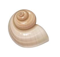 Detailed illustration of a spiral seashell in soft beige tones with glossy finish. The shells intricate detailing and natural curves make it ideal for oceanthemed designs and nature studies. vector