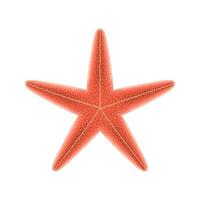 Bright starfish with five arms illustrated in vibrant orange with dotted texture on white background, ideal for oceanrelated themes or educational materials with copy space. vector