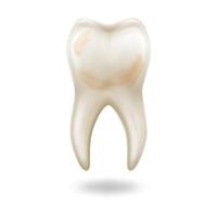 Detailed anatomical tooth illustration in realistic style displaying dental health or issues isolated on white background with copy space. vector