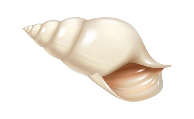 Realistic illustration of marine conch shell detailed spiral design natural textures white background showcasing simplicity elegance nature beauty ocean decor with copy space
