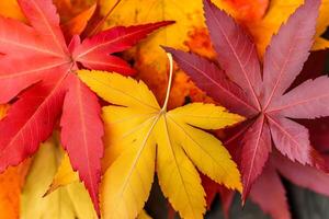 colorful autumn leaves on a misty trail, with sunlight filtering through the branches and illuminate photo