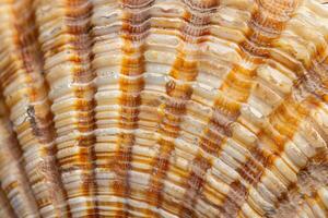 Seashell Texture Close-Up View of a Seashell's Intricate Patterns and Hues, Revealing Natural Beauty and Marine Life Details with Amazing Colors, Showcasing the Wonder of Coastal Ecosystems. photo