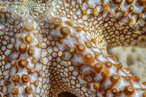 Exploring the Intricate Texture and Design of a Unique Sea Creature's Body, Showcasing its Complex Biological Structure and Natural Beauty with Close-Up Detail. photo
