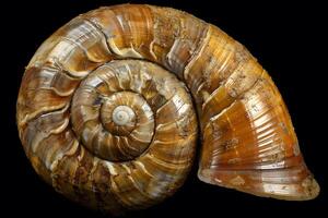 Detailed Spiral Shell A Close-Up Study of a Gastropod's Shell Structure, Revealing the Intricate Geometry and Textural Beauty with Remarkable Clarity. photo