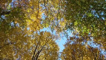 Autumn Trees Canopy. Looking up through colorful treetops in fall at a forest as leaves change color. video