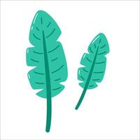 Two banana leafs on white background vector