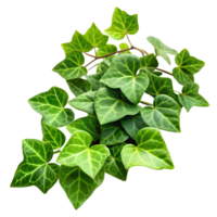 Artistic view of ivy leaves wrapped in a twisting green pattern Isolated on transparent Background png