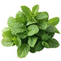 Fresh mint leaves overlapping with delicate detail and texture Isolated on transparent Background png