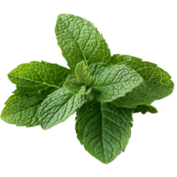 Fresh mint leaves in overlapping arrangement with vibrant green texture Isolated on transparent Background png