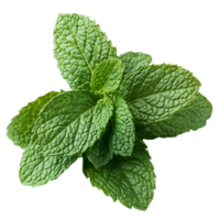 Closeup of overlapping fresh mint leaves with natural veins and texture Isolated on transparent Background png