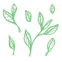 set with hand-drawn branches and tea leaves. Black and white linear illustrations for tea designs, including green, black, and oolong teas. Perfect for packaging and decor. vector