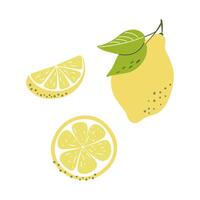 Whole lemon, lemon wedge, and lemon slice. Sour citrus fruit. Hand drawn flat design illustration. vector