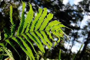 Fresh Himalayan fern leaf in tropical forest with blue sky in natural sunlight photo