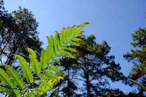 Fresh green Himalayan fern leaf in tropical forest with blue sky in natural sunlight photo