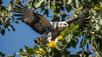 A harpy eagle perched on a branch with vibrant yellow flowers against a blue sky. photo
