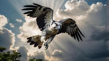 A majestic bird of prey soaring against a dramatic sky filled with clouds and sunlight. photo