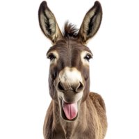 A smiling donkey with its mouth open and tongue sticking out png