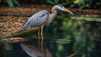A heron stands by the water's edge, reflecting on the surface amidst a lush environment. photo