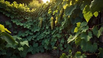 Lush green grapevines entwine in a serene garden, capturing the essence of nature's bounty. photo