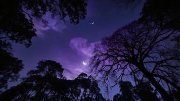 A serene night sky with crescent moons and silhouetted trees, creating a tranquil atmosphere. photo