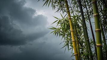 Lush bamboo stalks against a dramatic stormy sky, creating a serene yet moody atmosphere. photo
